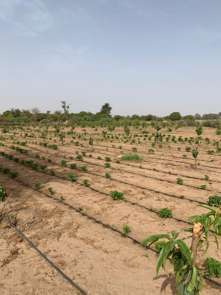 Ferme de 1,92 Hectare vers Ndiaguaniao – Mbour