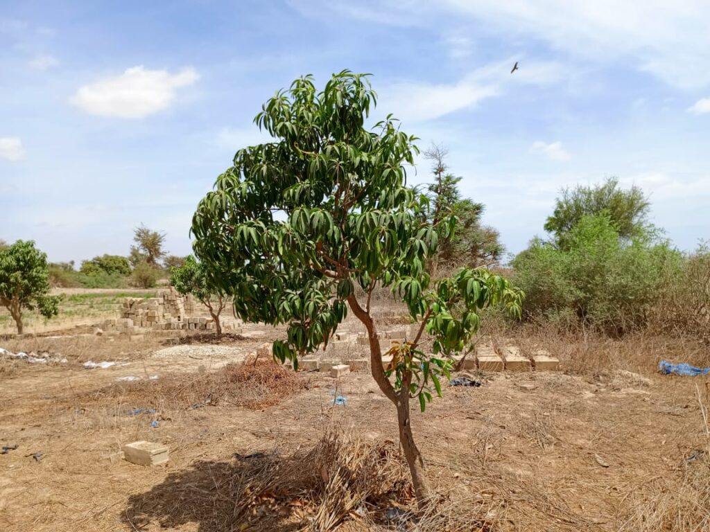 Verger de 1,39 Hectare vers Notto Diobass – Thiès