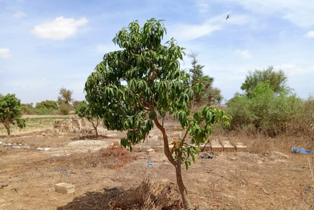 Verger de 1,39 Hectare vers Notto Diobass – Thiès