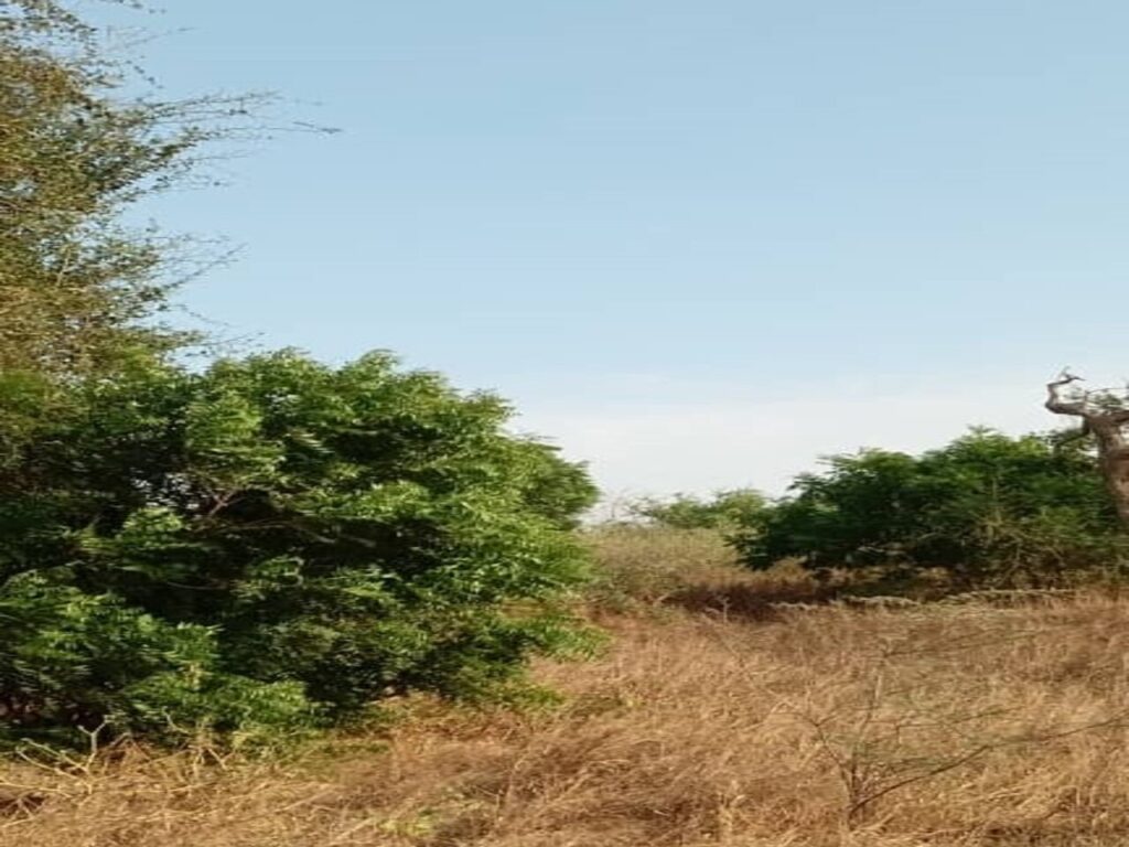 Terrain Agricole de 2 Hectares vers Darou Khoudoss – Tivaouane