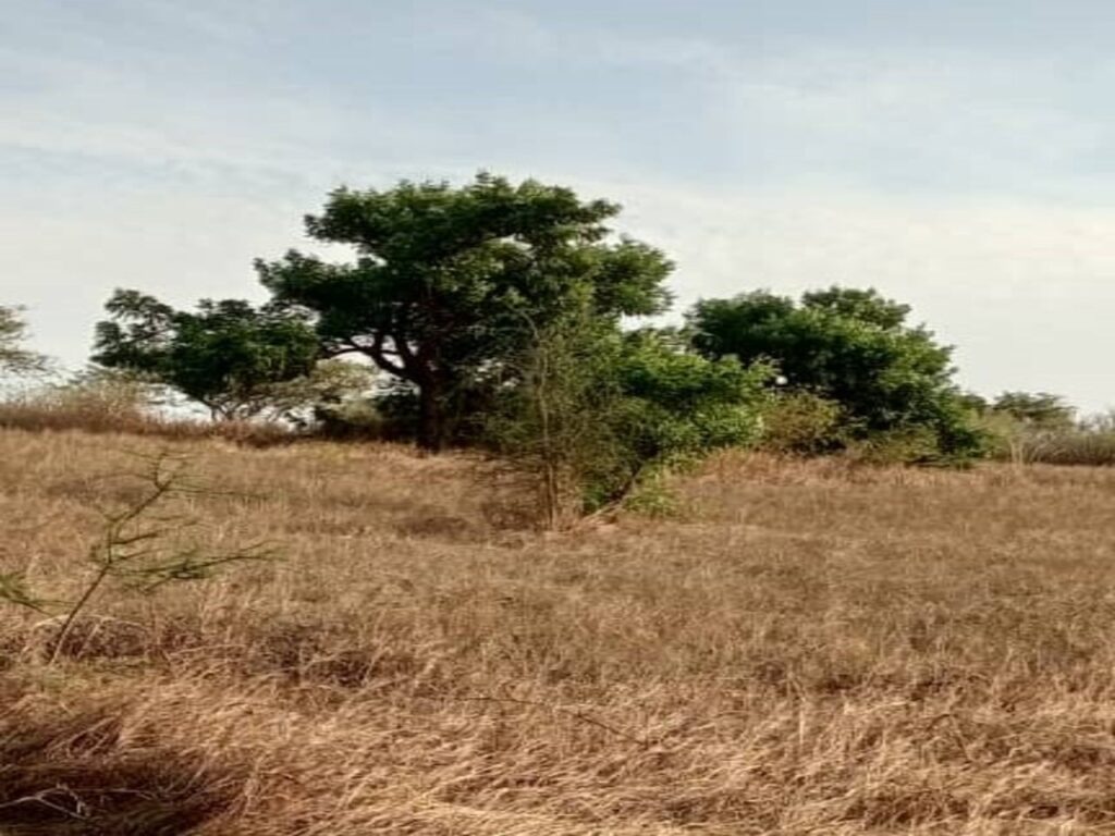 Terrain Agricole de 2 Hectares vers Darou Khoudoss – Tivaouane