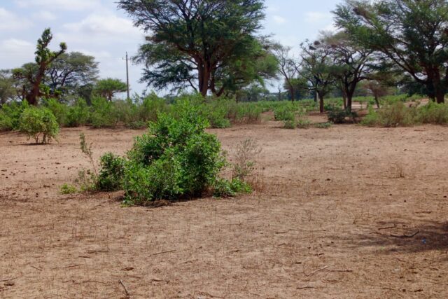 Terrain Agricole de 4 Hectares vers Thiénaba – Thiès