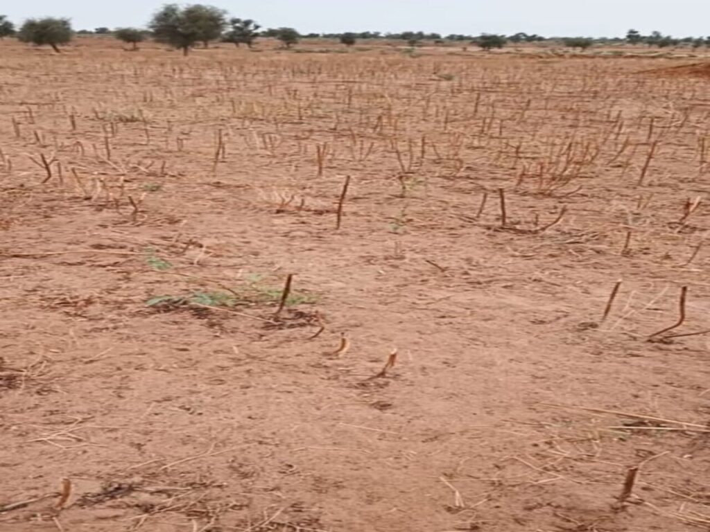 Terrain Agricole de 7783 M² vers Tassette – Thiès