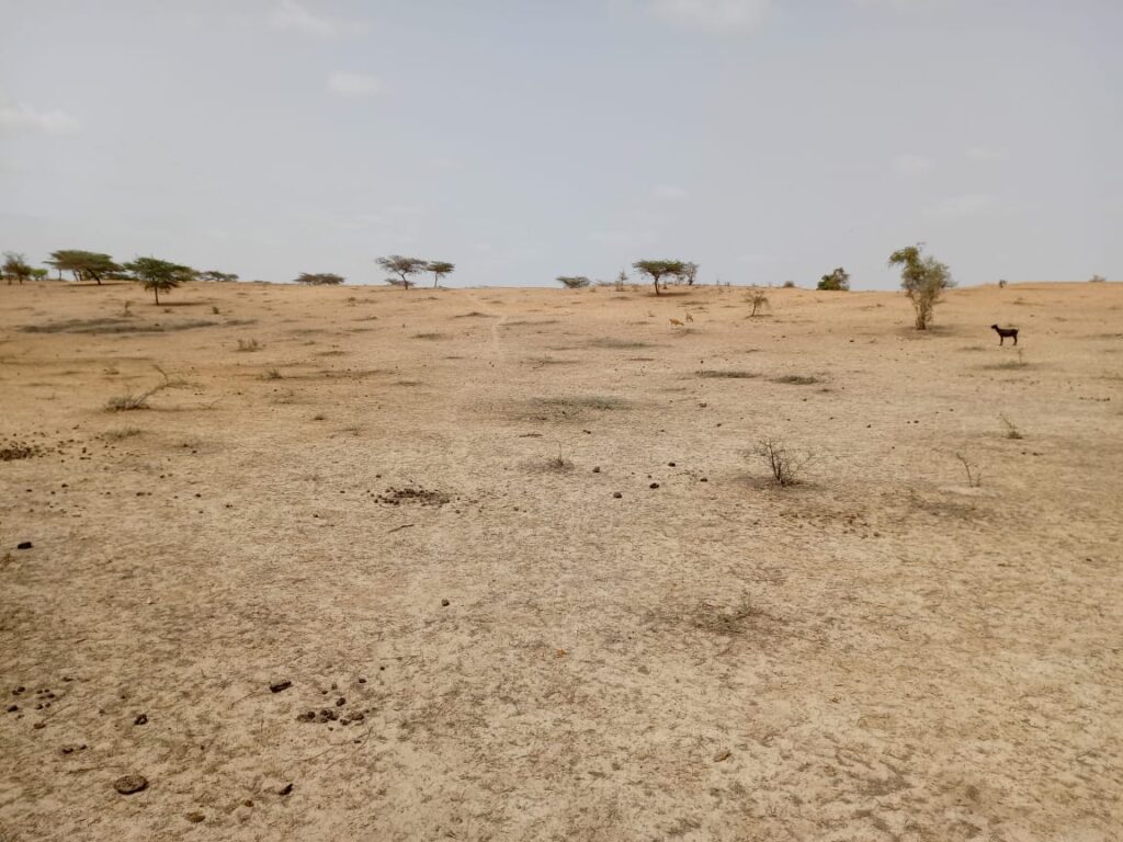 Terrain Agricole de 2,50 Hectares vers Thieppe – Kébémer