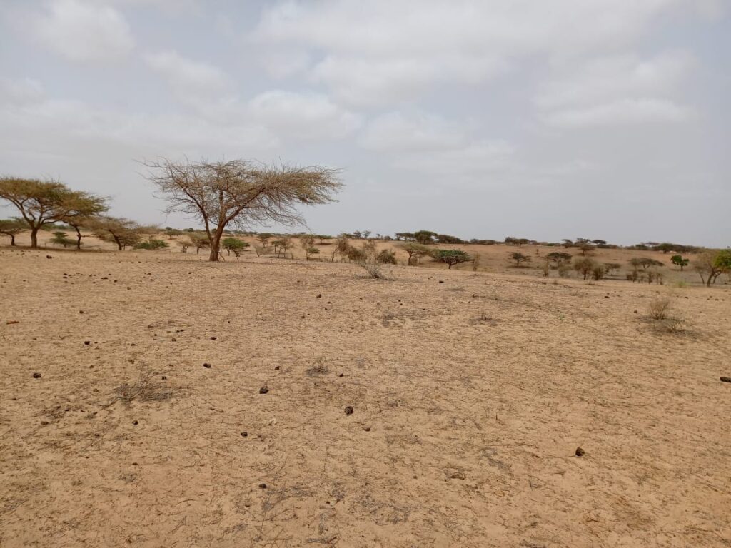 Terrain Agricole de 9,22 Hectares vers Thieppe – Louga