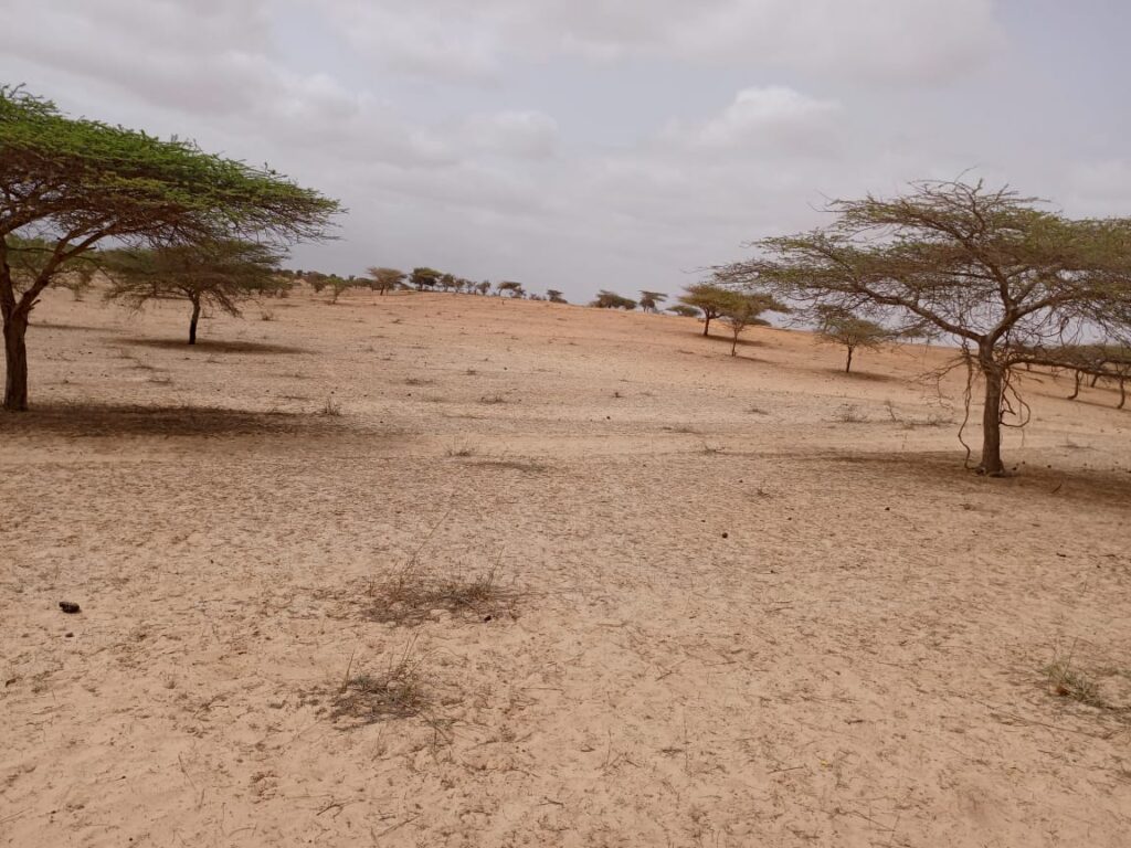 Terrain Agricole de 9,22 Hectares vers Thieppe – Louga