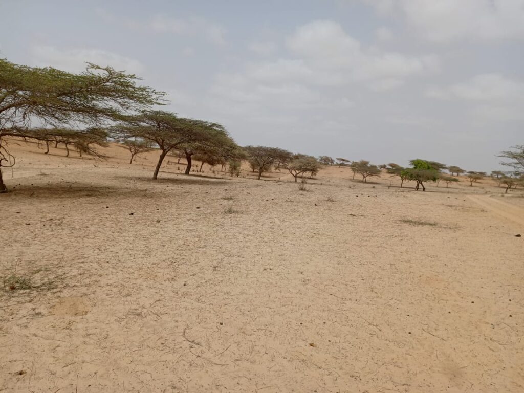 Terrain Agricole de 9,22 Hectares vers Thieppe – Louga