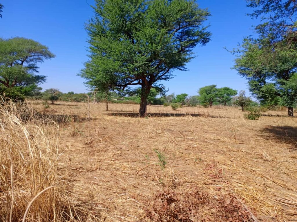 Terrain Agricole de 2,57 Hectares vers Tassette – Thies