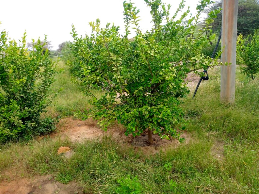 Verger de 3,50 Hectares vers Kab Gaye – Kébémer