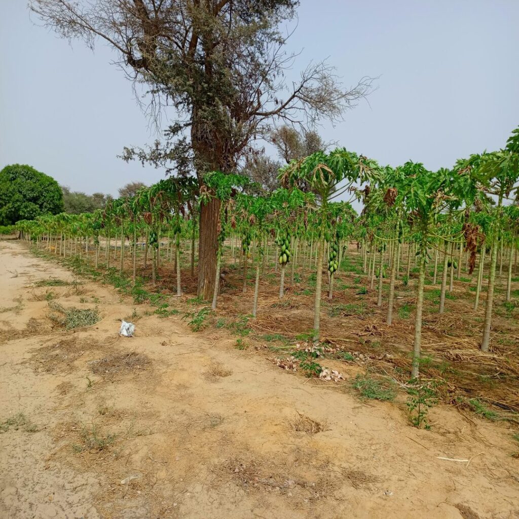 Verger de 3 Hectares vers Tassette – Thiès