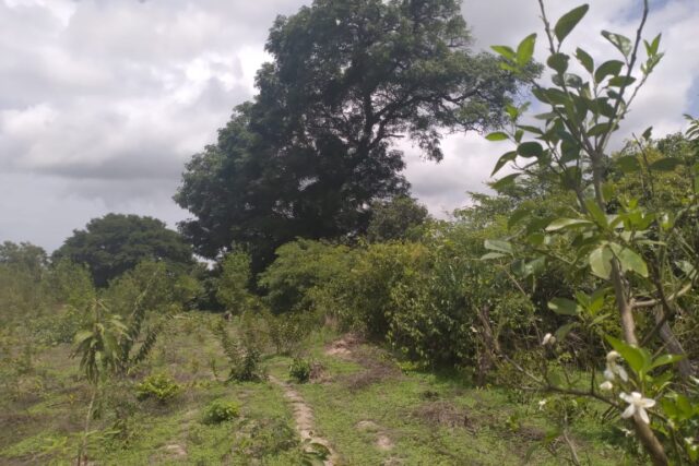 Terrain Agricole de 1 Hectare vers Kafountine – Bignona