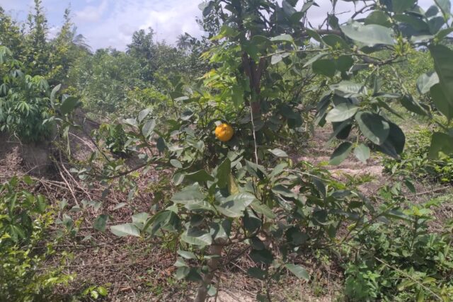 Terrain Agricole de 1Hectare vers Kafoutine – Bignona