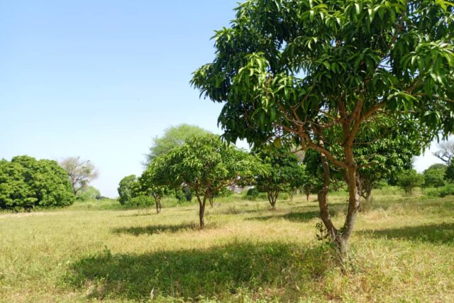 Terrain de 3 Hectares en bordure de route vers Thiénaba