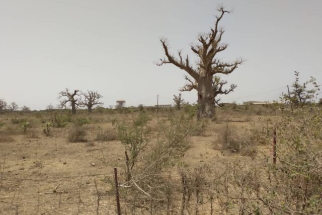 Terrain de 3,18 Hectares en bordure de route vers Keur Moussa