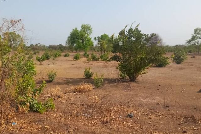 Terrain de 2 Hectares en bordure de la RN1 vers Koussanar – Tamba