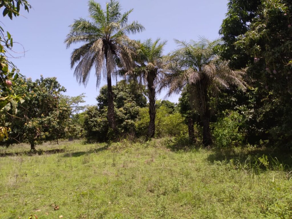 Verger de 1 Hectare verse diembering – Oussouye