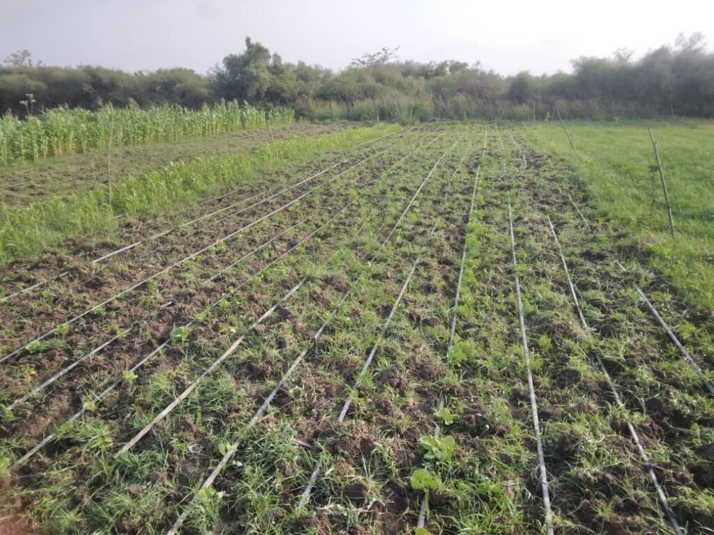 Verger de 1,18 Hectare vers Diamniadio – Rufisque