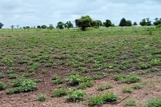 Terrain Agricole de 1Hectare vers Sandiara – Thiès