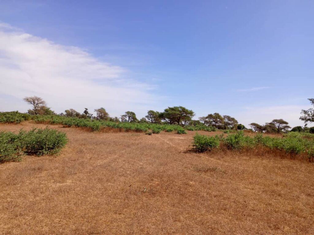 Terrain Agricole de 1,28 Hectare vers Tassette – Thiès