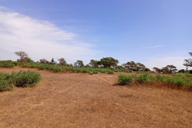 Terrain Agricole de 1,28 Hectare vers Tassette – Thiès