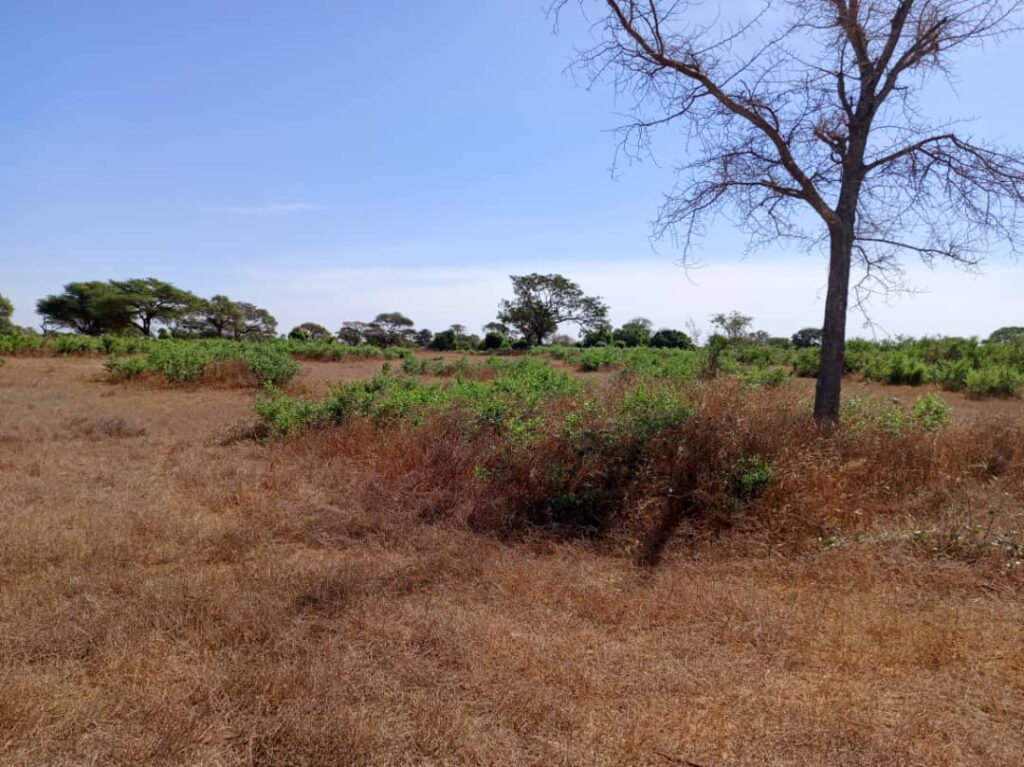 Terrain Agricole de 1,28 Hectare vers Tassette – Thiès