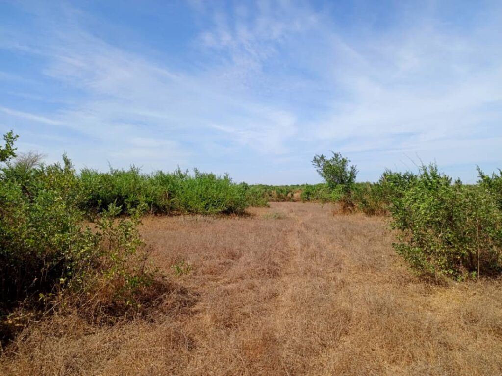 Terrain Agricole de 1,28 Hectare vers Tassette – Thiès