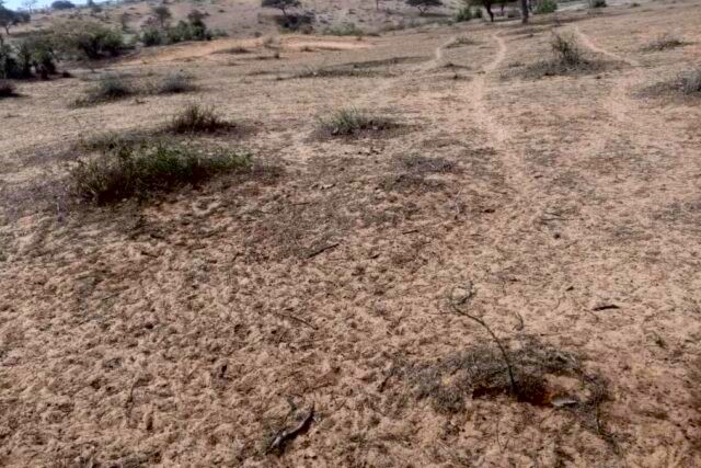 Terrain Agricole de 8 hectares vers Diokoul Djawingne – Louga