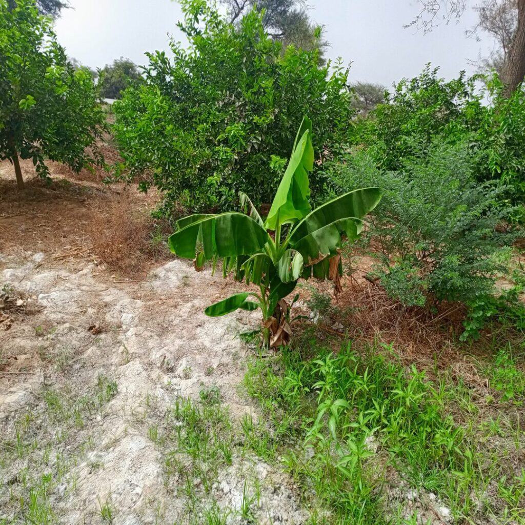 Verger de 3 Hectares vers Tassette – Thiès