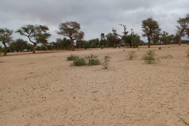Terrain de 1,15 Hectare en bordure de route vers Touba Toul – Tivaouane