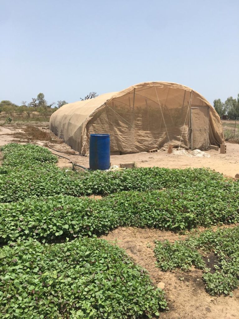 Verger de 1 Hectare vers Kayar – Thiès