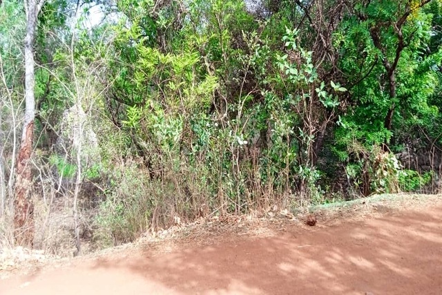 Terrain Agricole de 100 Hectares vers Vélingara – Linkering