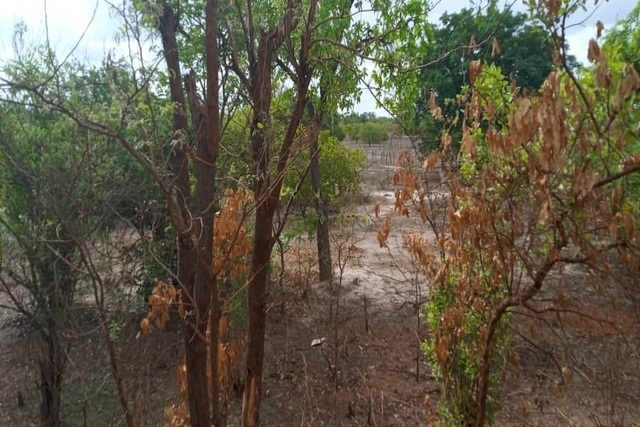 Terrain Agricole de 100 Hectares vers Vélingara – Linkering