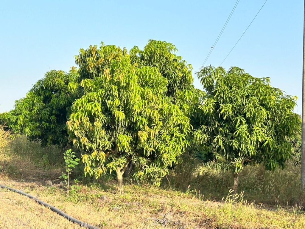 Verger de 7 Hectares vers Keur Moussa – Thiès