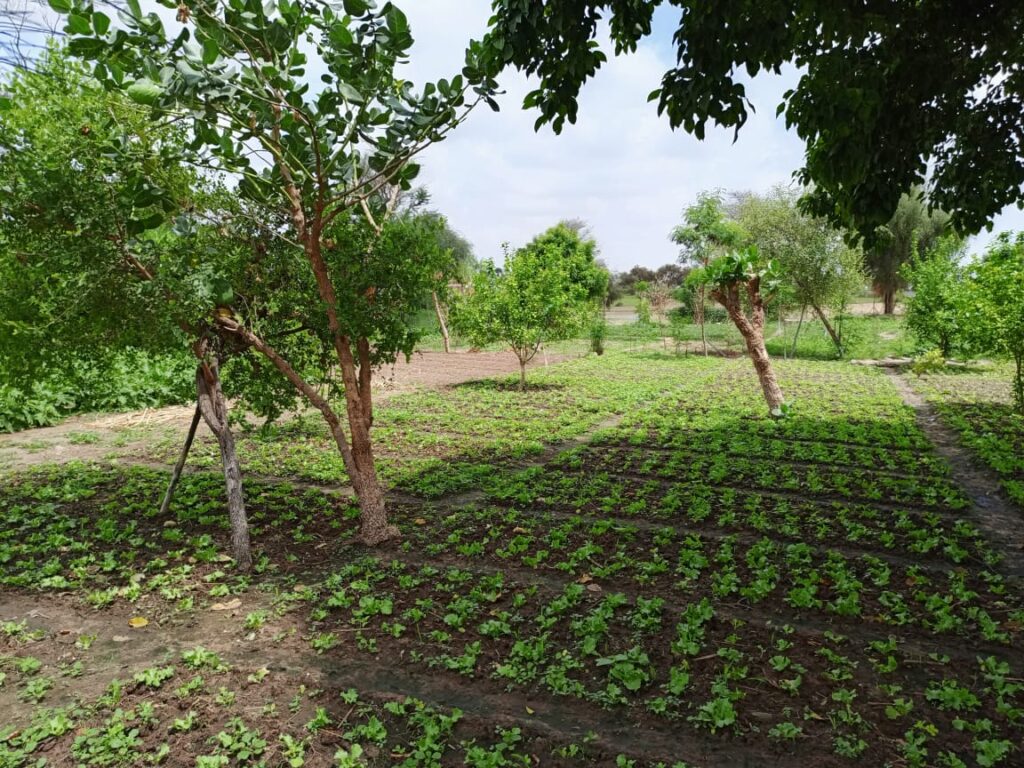 Verger de 1,04 Hectare vers Diourbel – Diourbel