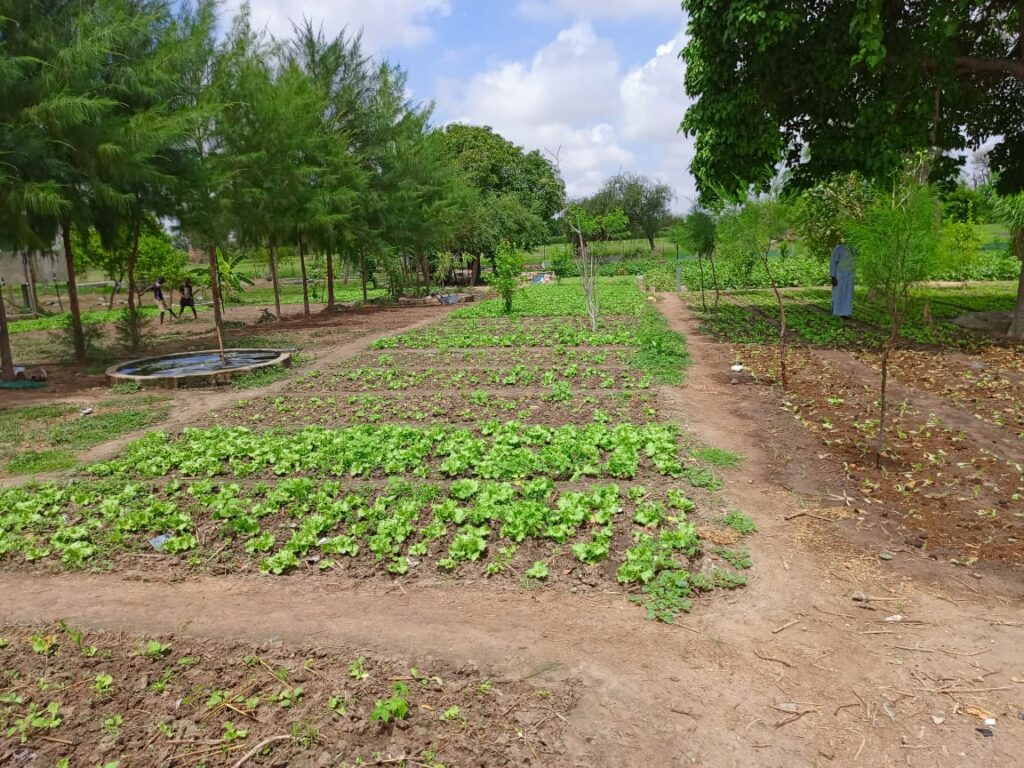 Verger de 1,04 Hectare vers Diourbel – Diourbel