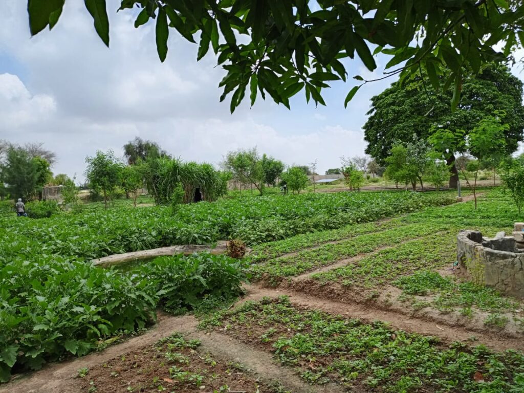 Verger de 1,04 Hectare vers Diourbel – Diourbel