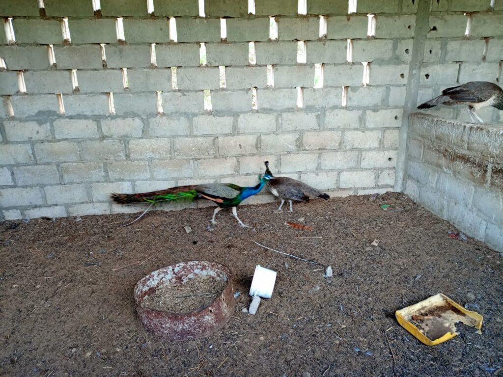 Verger de 6 093 m² vers Diourbel – Diourbel