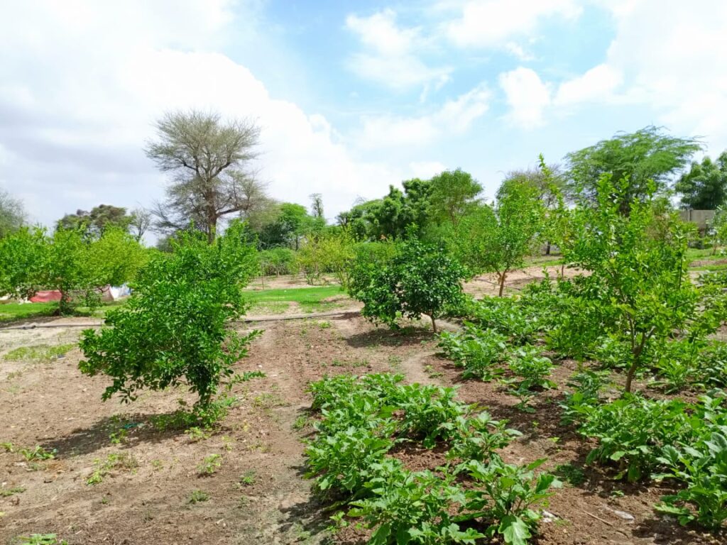 Verger de 6 093 m² vers Diourbel – Diourbel