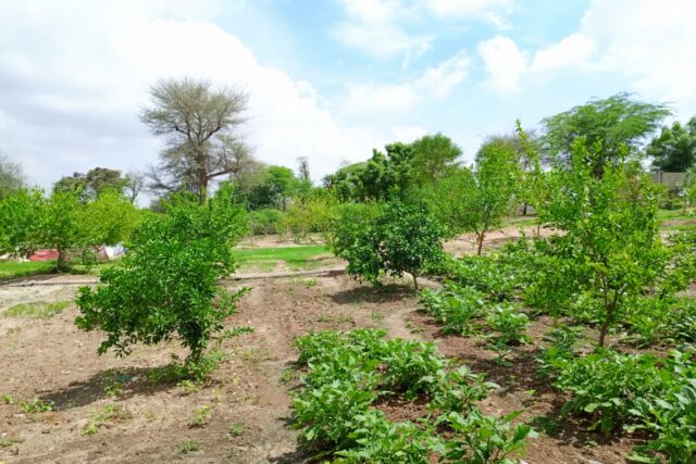 Verger de 6 093 m² vers Diourbel – Diourbel