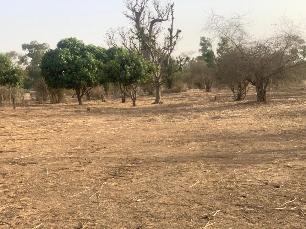 Verger de 1,66 Hectare vers Tassette – Thiès