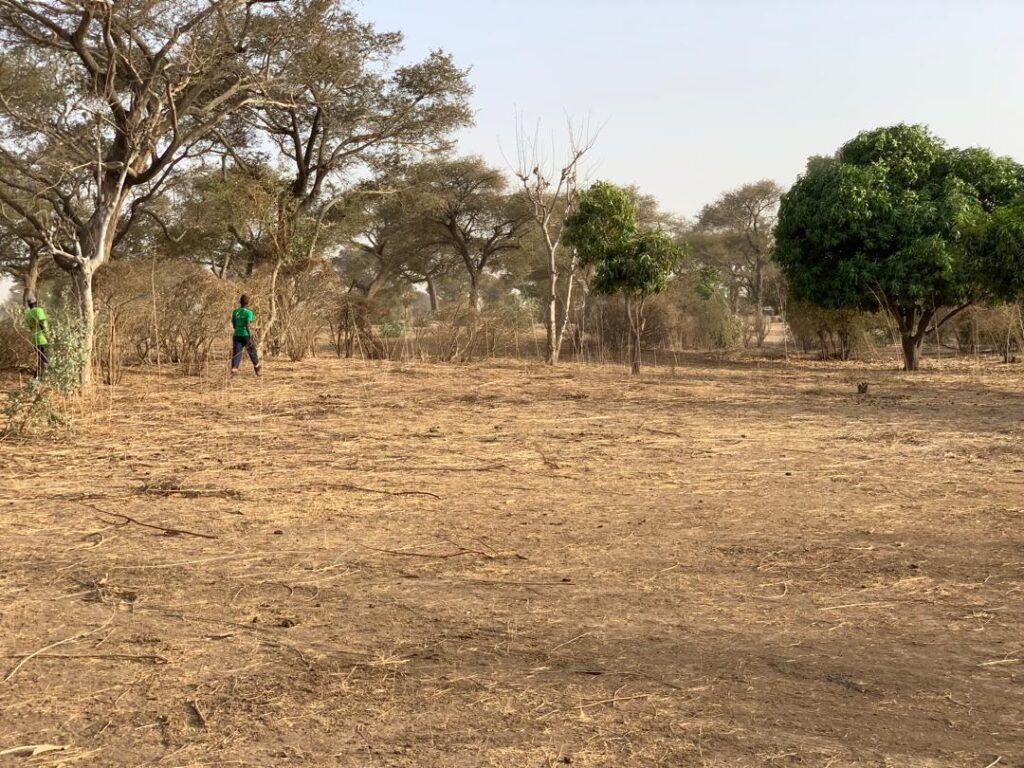 Verger de 1,66 Hectare vers Tassette – Thiès