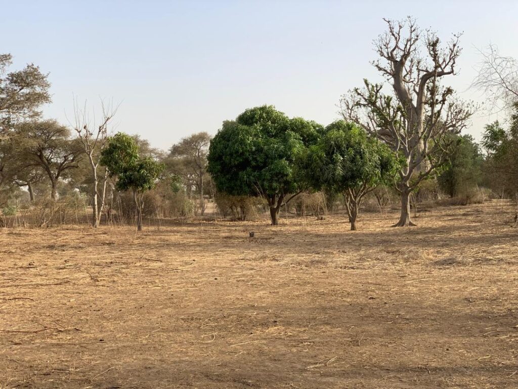 Verger de 1,66 Hectare vers Tassette – Thiès