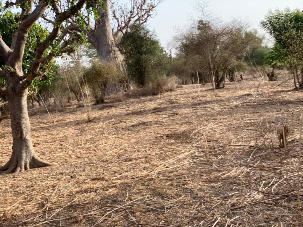 Verger de 1,66 Hectare vers Tassette – Thiès