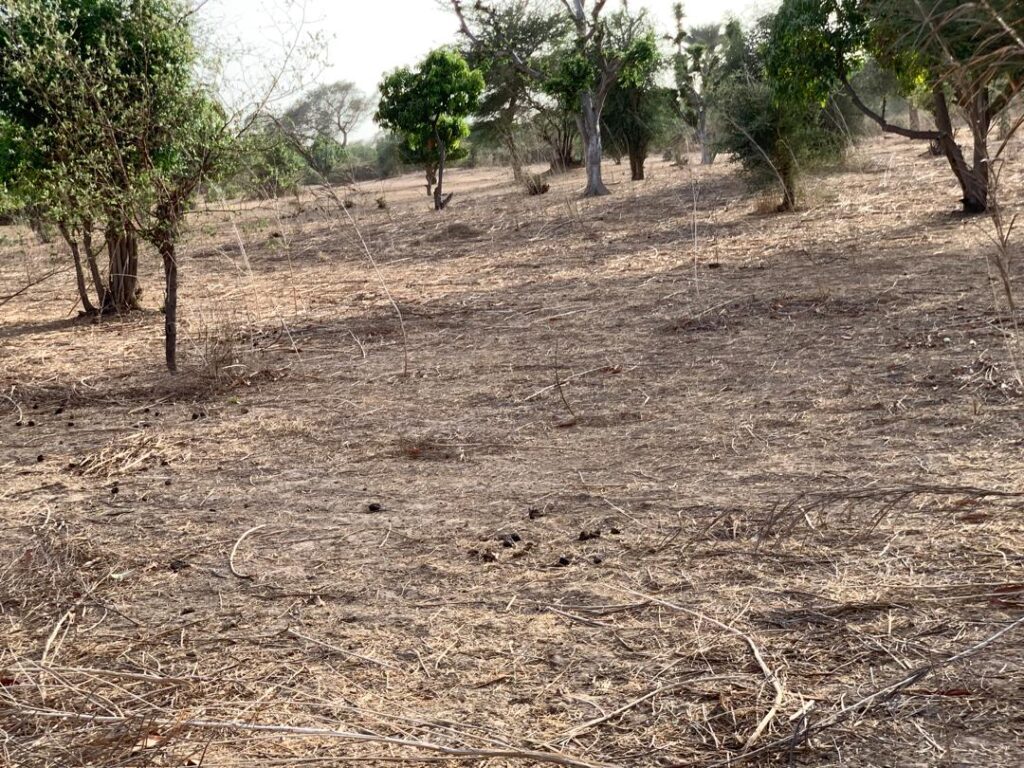 Verger de 1,66 Hectare vers Tassette – Thiès