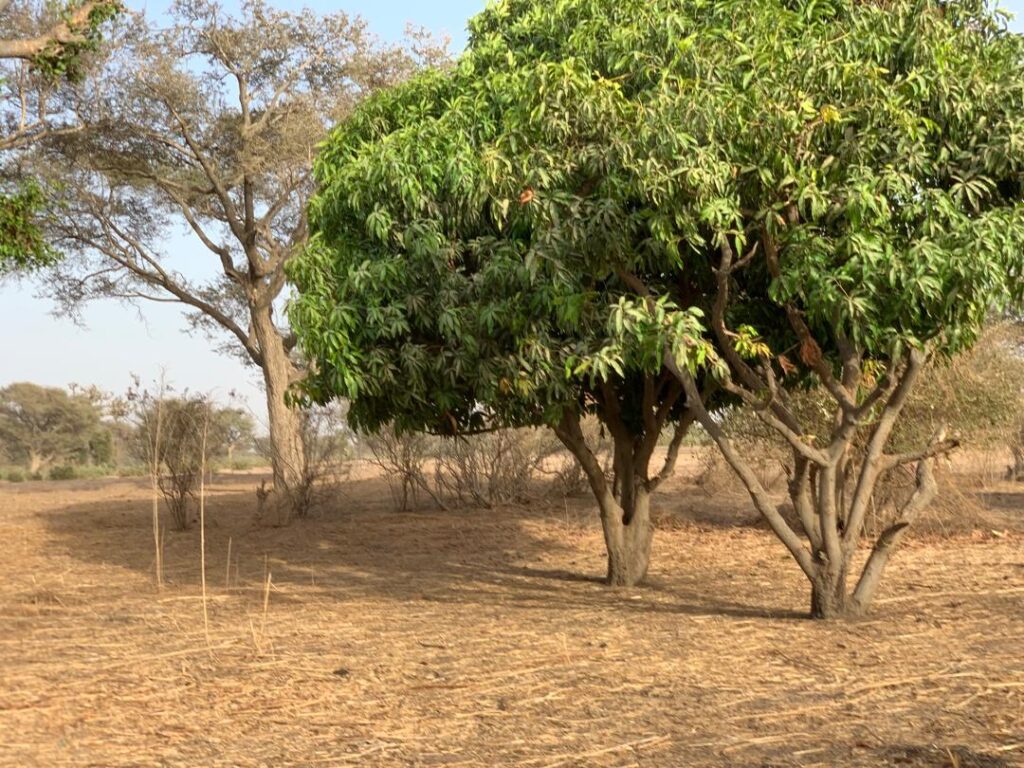 Verger de 1,66 Hectare vers Tassette – Thiès