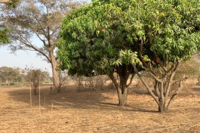 Verger de 1,66 Hectare vers Tassette – Thiès