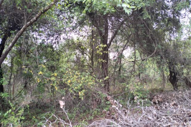 Verger de 1 Hectare vers Kafountine – Bignona