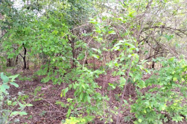 Verger de 1 Hectare vers Kafountine – Bignona