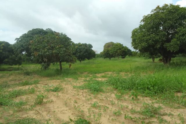 Verger de 1 Hectare vers Diender – Thiès