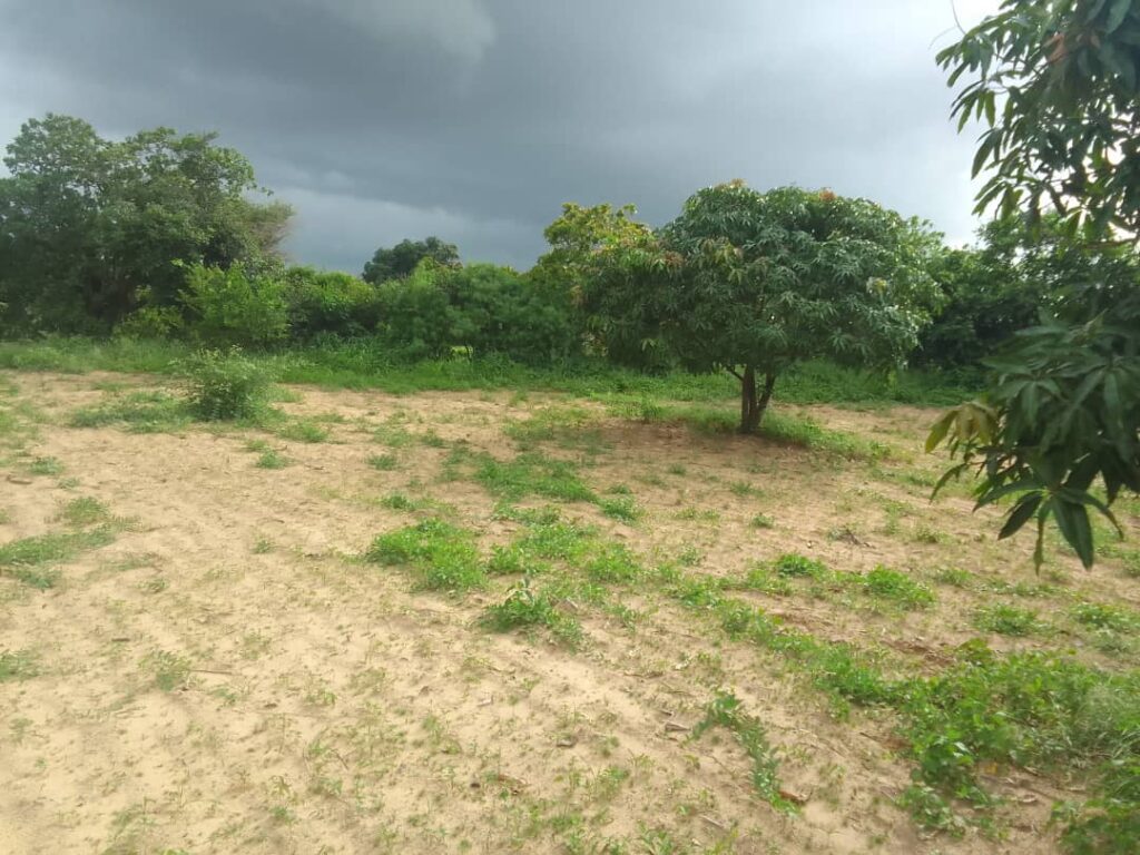 Verger de 1 Hectare vers Diender – Thiès